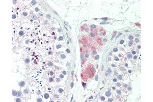 Anti-LY6G6F antibody IHC staining of human testis. (LY6G6F antibody  (AA 51-100))