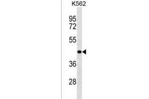 ZNF73 Antibody (N-term) (ABIN1538897 and ABIN2838158) western blot analysis in K562 cell line lysates (35 μg/lane). (ZNF73 antibody  (N-Term))