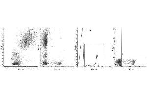 Image no. 1 for anti-CD8 (CD8) antibody (FITC) (ABIN1106577) (CD8 antibody  (FITC))