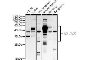 Western blot analysis of extracts of various cell lines, using TCF1/TCF7 antibody (ABIN3017353, ABIN3017354, ABIN1682982 and ABIN6220049) at 1:1000 dilution. (TCF7 antibody)