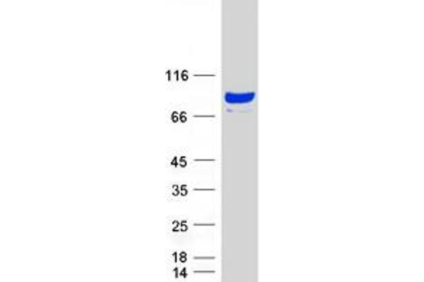 SHCBP1 Protein (Myc-DYKDDDDK Tag)