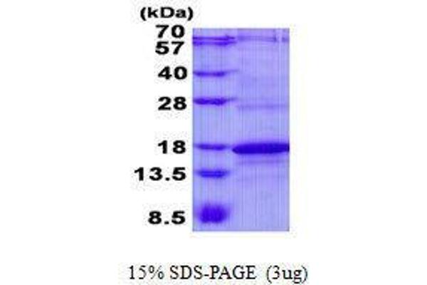 CD247 Protéine