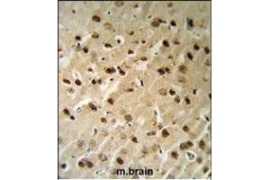 Beclin1-BH3 Domain Antibody (ABIN652595 and ABIN2842399) IHC analysis in formalin fixed and paraffin embedded mouse brain tissue followed by peroxidase conjugation of the secondary antibody and DAB staining. (Beclin 1 antibody  (AA 95-132))