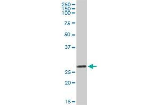 Galectin 3 antibody  (AA 1-250)