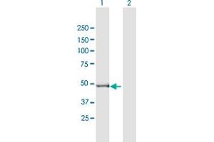 Western Blot analysis of GPT2 expression in transfected 293T cell line by GPT2 MaxPab polyclonal antibody. (GPT2 antibody  (AA 1-523))