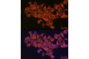 Immunofluorescence analysis of HeLa cells using NDUF Rabbit mAb (ABIN1681278, ABIN3018403, ABIN3018404 and ABIN7101607) at dilution of 1:100 (40x lens). (NDUFAF1 antibody)
