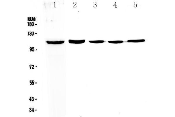 CP110 antibody  (AA 51-284)