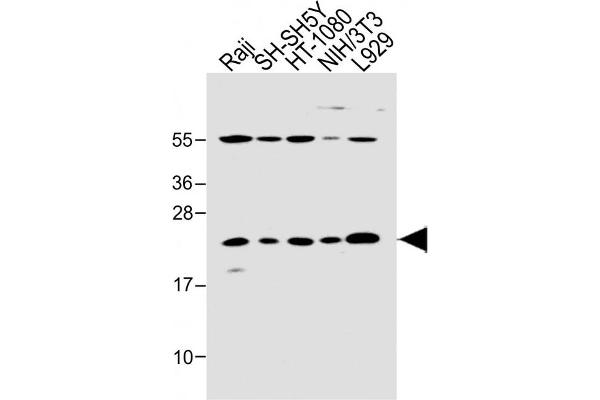 BAX antibody  (AA 41-76)