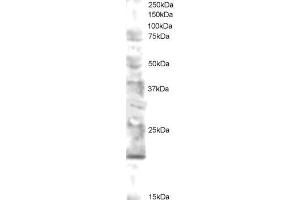 Western Blotting (WB) image for anti-Ubiquitin-Conjugating Enzyme E2 Variant 2 (UBE2V2) (N-Term) antibody (ABIN2465951) (UBE2V2 antibody  (N-Term))