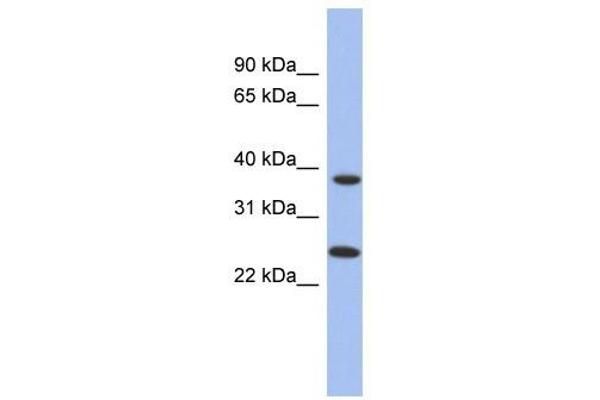 MTRF1L antibody  (N-Term)