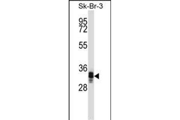 UBXN10 antibody  (AA 157-185)