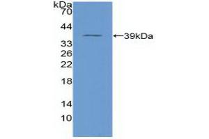 Western blot analysis of recombinant Human NFkB. (NFkB antibody  (AA 42-367))