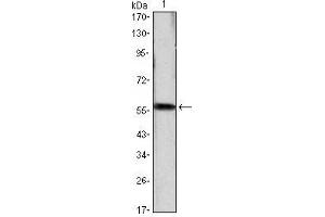 Western Blot showing CCND1 antibody used against CCND1 (AA: 1-295)-hIgGFc transfected HEK293 cell lysate. (Cyclin D1 antibody)