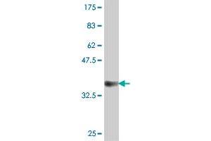 Western Blot detection against Immunogen (35. (Protocadherin 8 antibody  (AA 32-120))