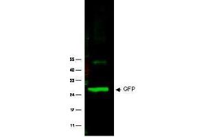 Image no. 1 for anti-Green Fluorescent Protein (GFP) antibody (ABIN1101738) (GFP antibody)