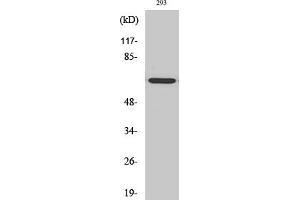 Western Blot analysis of HT29 cells using GNL3L Polyclonal Antibody diluted at 1:2000. (GNL3L antibody  (AA 40-120))