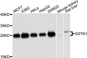 Western blot analysis of extracts of various cell lines, using GSTK1 antibody (ABIN5973013) at 1/1000 dilution. (GSTK1 antibody)