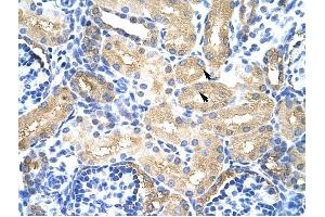 MTHFSD antibody was used for immunohistochemistry at a concentration of 4-8 ug/ml to stain Epithelial cells of renal tubule (arrows) in Human Kidney. (MTHFSD antibody  (N-Term))