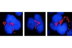 Immunofluorescence (IF) image for anti-FK506 Binding Protein 5 (FKBP5) antibody (ABIN6656088)