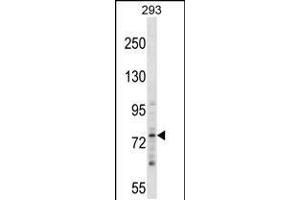Western blot analysis in 293 cell line lysates (35ug/lane). (ZNF81 antibody  (N-Term))
