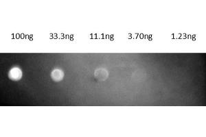 Dot Blot of Fab Anti-MOUSE IgG (GOAT) Texas Conjugated Antibody. (Goat anti-Mouse IgG (Heavy & Light Chain) Antibody (Texas Red (TR)) - Preadsorbed)