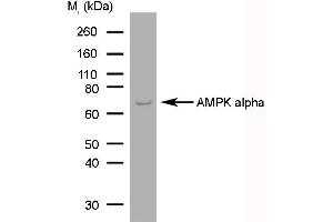 Western Blotting (WB) image for anti-AMPK1/AMPK2 (Catalytic Domain), (N-Term) antibody (ABIN2477407) (PRKAA1/PRKAA2 antibody  (Catalytic Domain, N-Term))