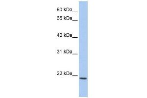 IL22 antibody used at 1 ug/ml to detect target protein. (IL-22 antibody  (C-Term))