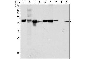 Western Blot showing CK18 antibody used against Hela (1), NIH/3T3 (2), A549 (3), Jurkat (4), MCF-7 (5), HepG2 (6), A431 (7), HEK293 (8) and K562 (9) cell lysate. (Cytokeratin 18 antibody  (AA 391-483))