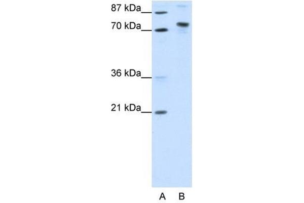 TOX4 抗体  (N-Term)