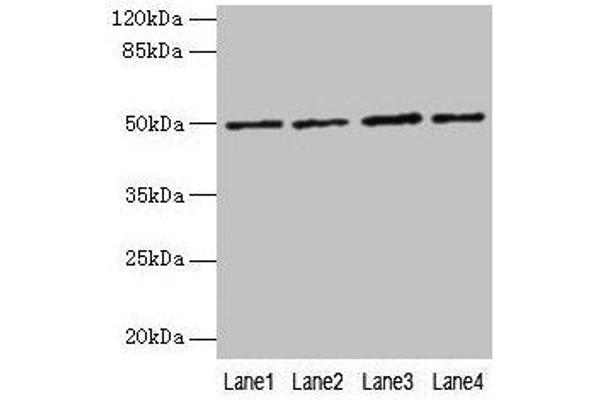 EVA1C antibody  (AA 49-322)