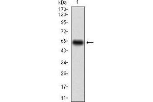 Western blot analysis using CD68 mAb against human CD68 (AA: 42-155) recombinant protein. (CD68 antibody  (AA 42-155))