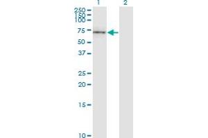 Western Blot analysis of CD19 expression in transfected 293T cell line by CD19 monoclonal antibody (M01), clone 1G3. (CD19 antibody  (AA 98-187))