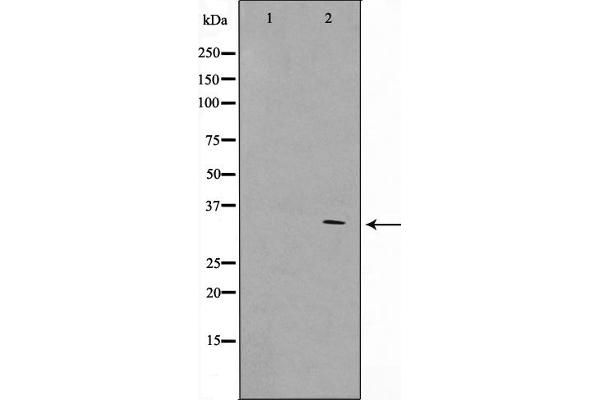 GFRA4 antibody  (Internal Region)