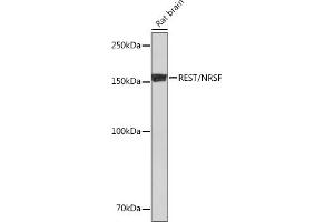 Western blot analysis of extracts of Rat brain, using REST/NRSF Rabbit mAb (ABIN7269883) at 1:1000 dilution. (REST antibody)