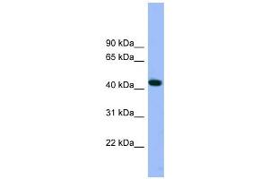 ACTR3 antibody used at 1 ug/ml to detect target protein. (ACTR3 antibody)