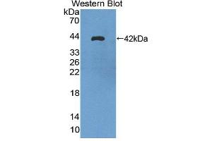 Figure. (TUBA3C antibody  (AA 1-300))