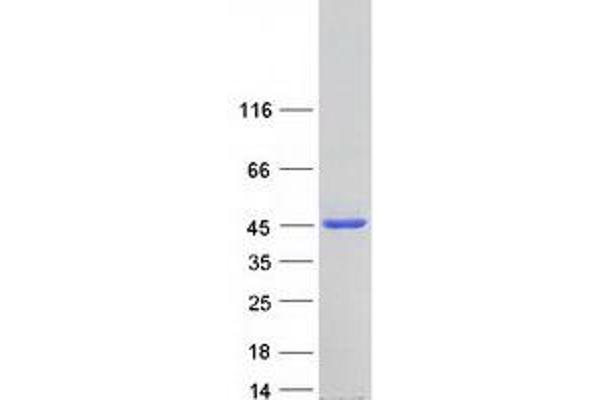 FNTA Protein (Transcript Variant 1) (Myc-DYKDDDDK Tag)