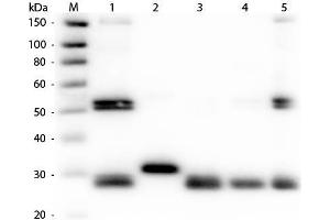 Western Blot of Anti-Rat IgG (H&L) (RABBIT) Antibody (Min X Human Serum Proteins) . (Rabbit anti-Rat IgG (Heavy & Light Chain) Antibody (FITC) - Preadsorbed)