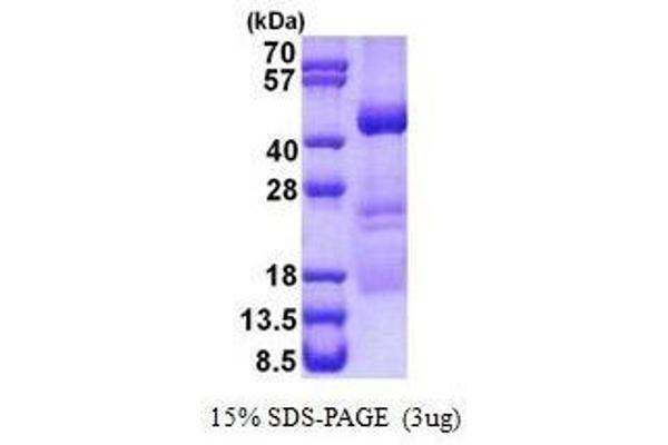 OBFC1 Protein