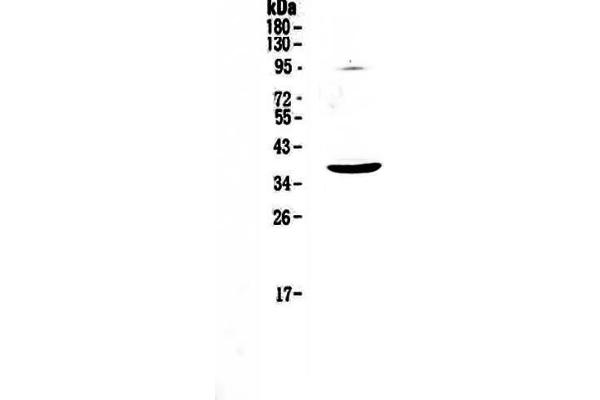 KIT Ligand antibody  (AA 26-190)