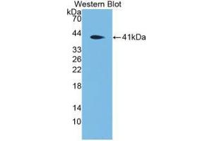 Figure. (DEFA4 antibody  (AA 20-92))