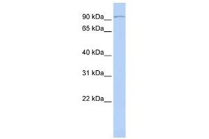 WB Suggested Anti-GGCX Antibody Titration:  0. (GGCX antibody  (Middle Region))