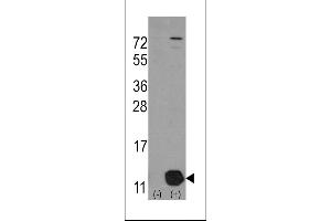 Western blot analysis of PHPT1 using rabbit polyclonal PHPT1 Antibody (Human C-term) using 293 cell lysates (2 ug/lane) either nontransfected (Lane 1) or transiently transfected with the PHPT1 gene (Lane 2). (PHPT1 antibody  (C-Term))