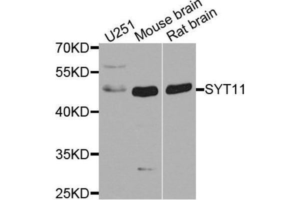 SYT11 antibody  (AA 37-200)