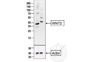 Western Blotting (WB) image for anti-Wingless-Type MMTV Integration Site Family Member 2 (WNT2) (AA 221-320) antibody (ABIN762896)