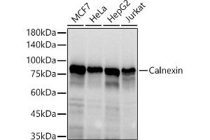 Western blot analysis of extracts of various cell lines, using Calnexin antibody (ABIN7266031) at 1:1000 dilution. (Calnexin antibody  (AA 501-592))