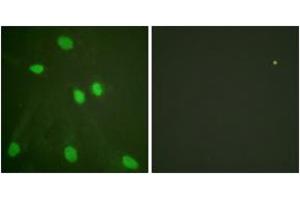 Immunofluorescence (IF) image for anti-Histone 3 (H3) (AA 6-55) antibody (ABIN2890739) (Histone 3 antibody  (AA 6-55))