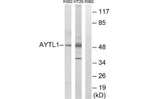 Western blot analysis of extracts from K562 cells and HT-29 cells, using LPCAT2 antibody. (LPCAT2 antibody  (Internal Region))
