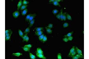 Immunofluorescent analysis of HepG2 cells using ABIN7152586 at dilution of 1:100 and Alexa Fluor 488-congugated AffiniPure Goat Anti-Rabbit IgG(H+L) (FEZ1 antibody  (AA 12-200))