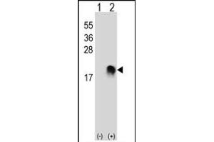 Western blot analysis of SUMO2/3 (arrow) using rabbit polyclonal SUMO2/3 Antibody (M1) (ABIN388030 and ABIN2845501). (SUMO2/3 antibody)